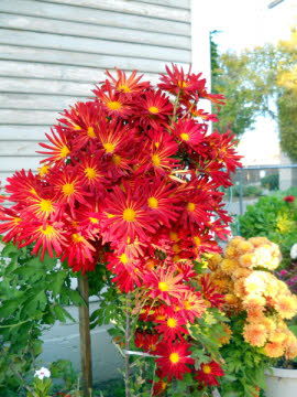 bright red flowers