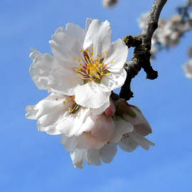 Almond blossom