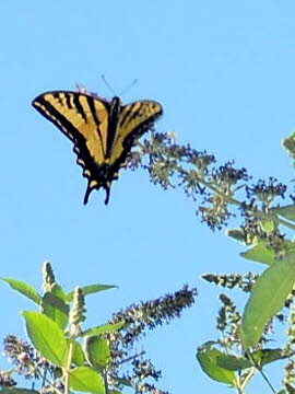 Tiger swallowtail butterfly