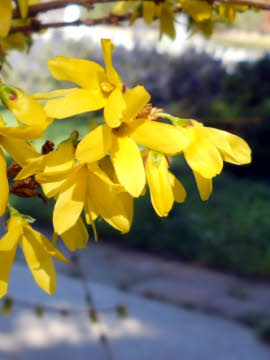 Forsythia