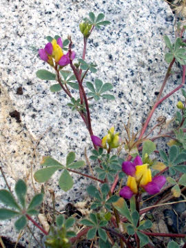 Harlequin Lupine