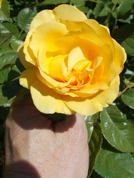 yellow rose