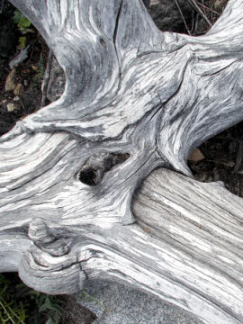 Weathered log