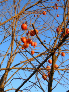 Persimmon tree in winter