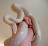 Albino snake