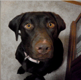 chocolate lab